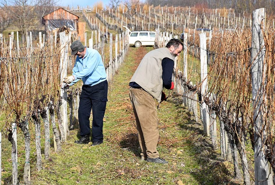 POČELA REZIDBA VINOGRADA DRAGE MAJSTOROVIĆA U KUTJEVU: Prijatelji priskočili u pomoć