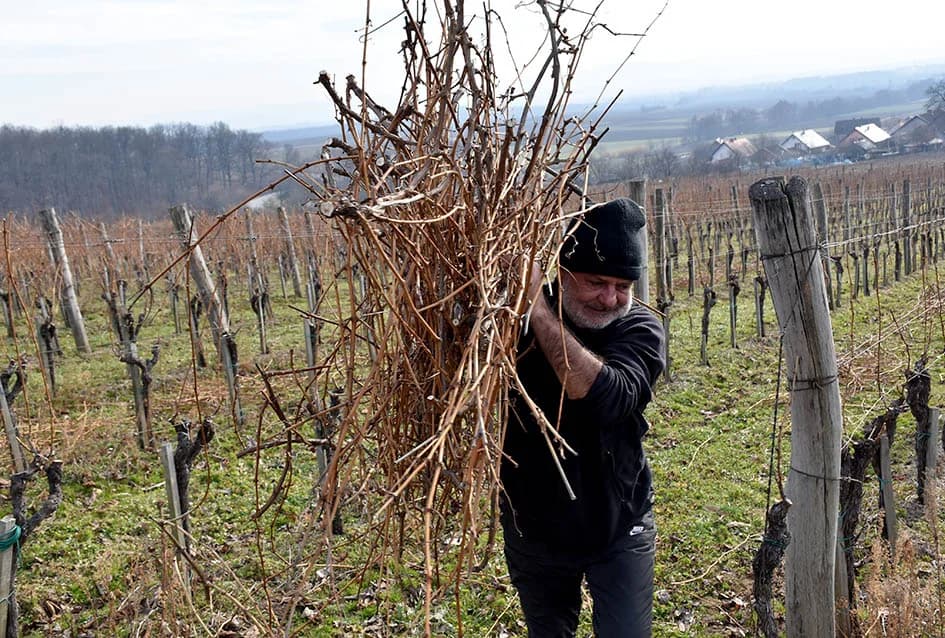 POČELA REZIDBA VINOGRADA DRAGE MAJSTOROVIĆA U KUTJEVU: Prijatelji priskočili u pomoć