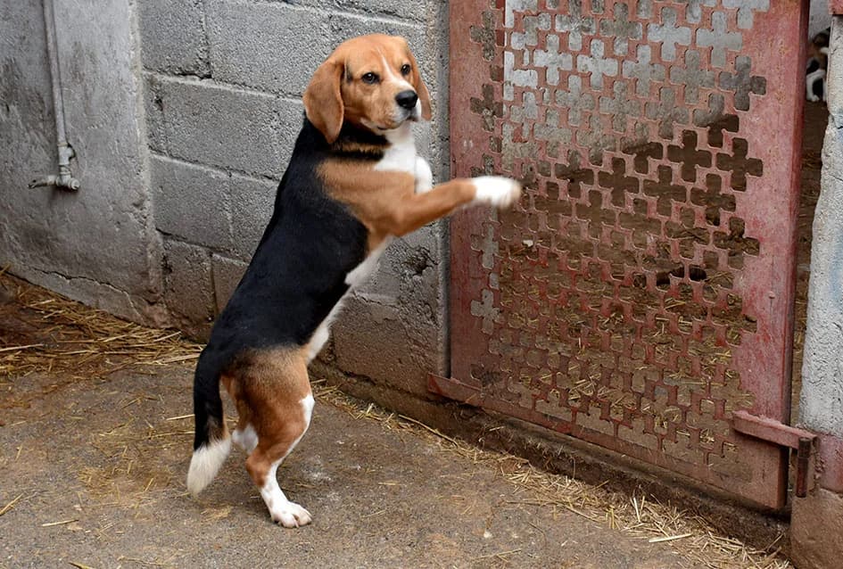 Veterinarska inspekcija okončala nesuglasice