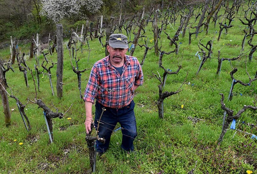 POŽEŠKI VINOGARADAR BRANKO SMOLIĆ: Proizvodi vrhunsku graševinu sa položaja 360 metara nadmorske visine