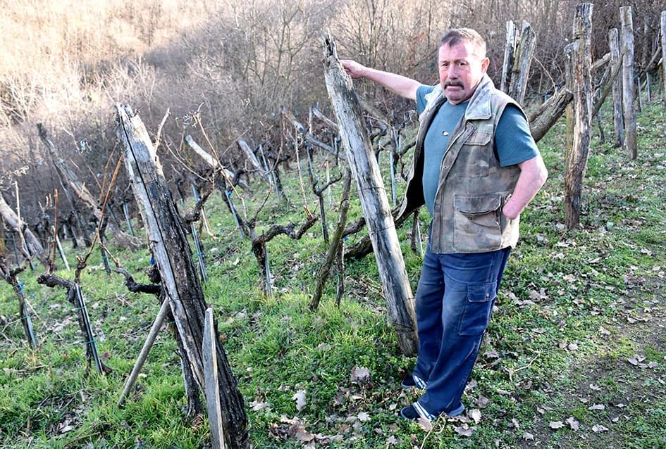 POŽEŠKI VINOGARADAR BRANKO SMOLIĆ: Proizvodi vrhunsku graševinu sa položaja 360 metara nadmorske visine