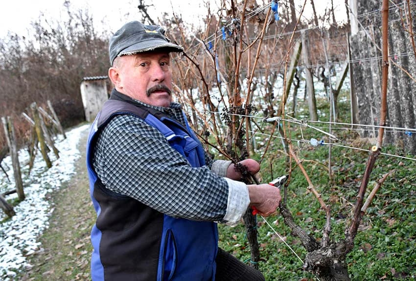 POŽEŠKI VINOGARADAR BRANKO SMOLIĆ: Proizvodi vrhunsku graševinu sa položaja 360 metara nadmorske visine