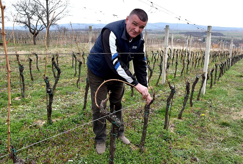 KUTJEVAČKI VINAR I PODRUMAR MILAN ŠTIMAC: Dušu krijepi vlastitom graševinom