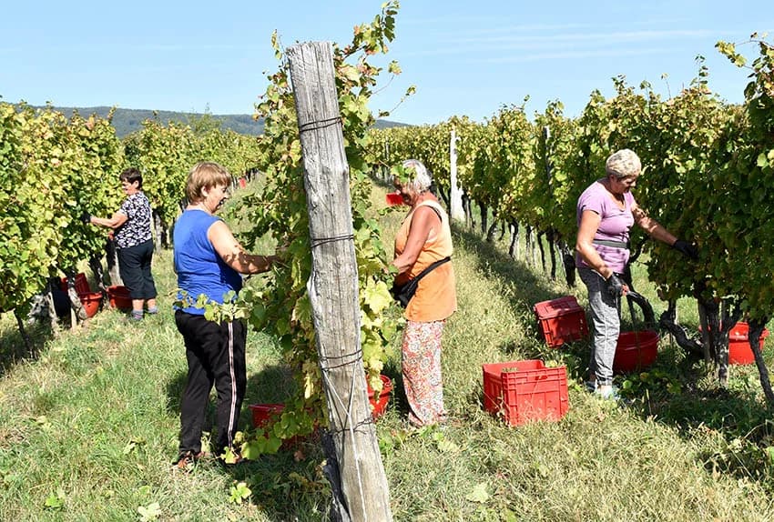 VINOGRADARSTVO I PODRUMARSTVO KRAUTHAKER IZ KUTJEVA: Razvili vlastiti model kooperacije