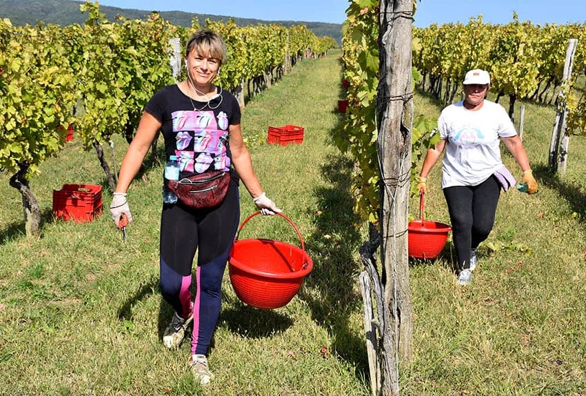 VINOGRADARSTVO I PODRUMARSTVO KRAUTHAKER IZ KUTJEVA: Razvili vlastiti model kooperacije