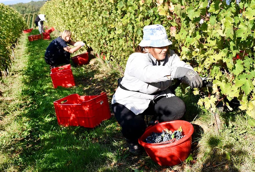 VINOGRADARSTVO I PODRUMARSTVO KRAUTHAKER IZ KUTJEVA: Razvili vlastiti model kooperacije