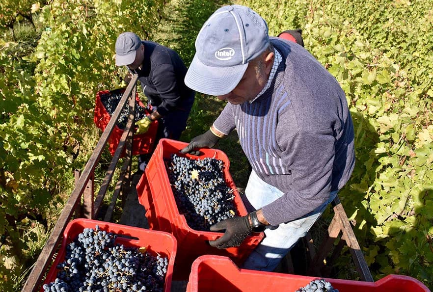 VINOGRADARSTVO I PODRUMARSTVO KRAUTHAKER IZ KUTJEVA: Razvili vlastiti model kooperacije