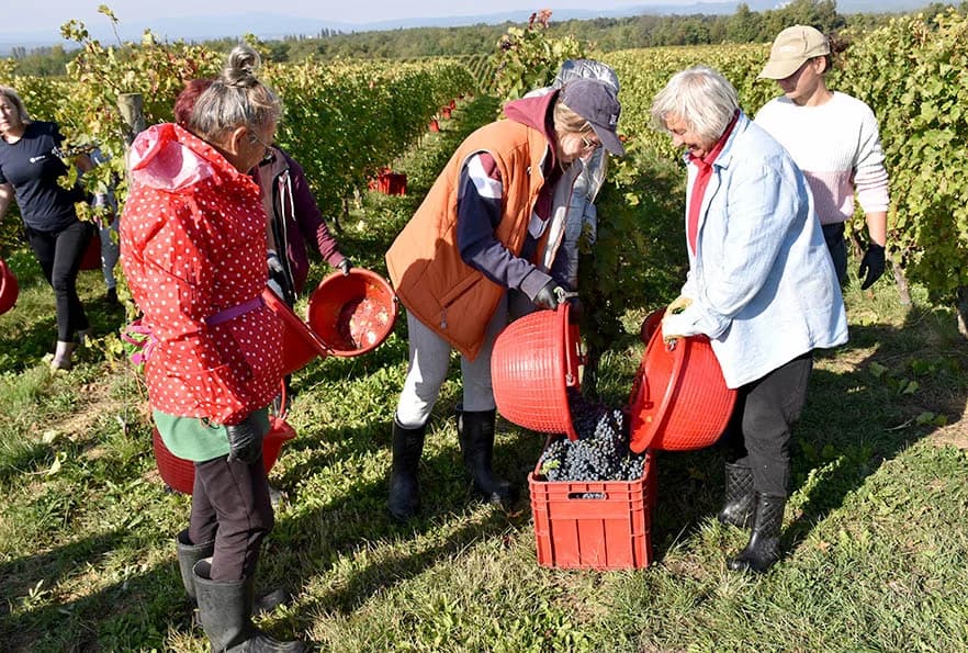 VINOGRADARSTVO I PODRUMARSTVO KRAUTHAKER IZ KUTJEVA: Razvili vlastiti model kooperacije
