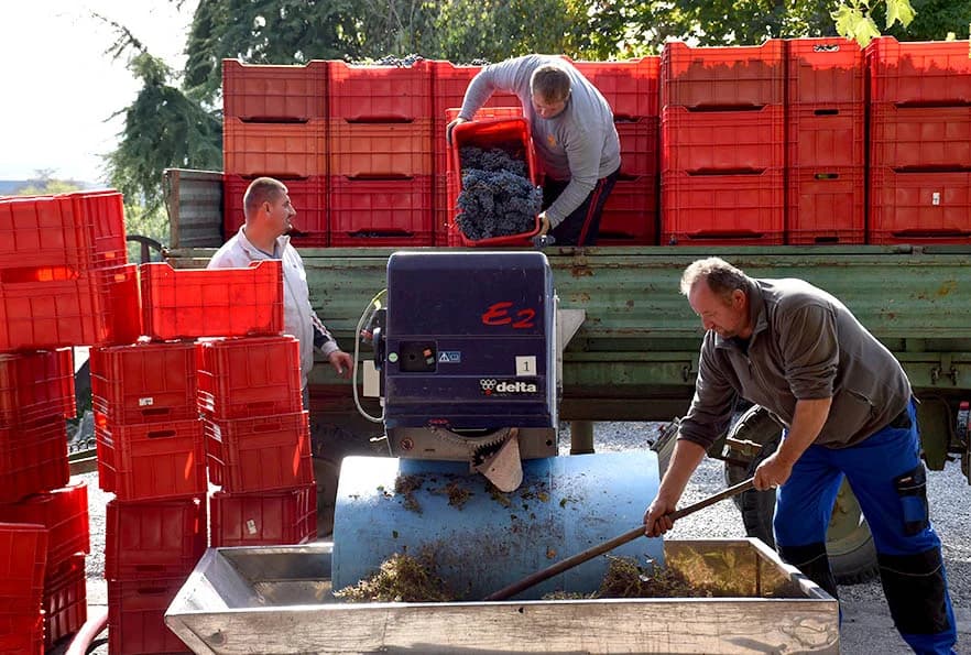 VINOGRADARSTVO I PODRUMARSTVO KRAUTHAKER IZ KUTJEVA: Razvili vlastiti model kooperacije