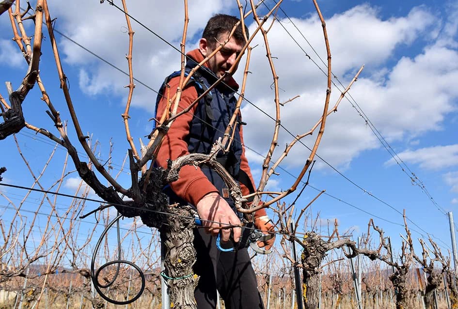 VINOGRADAR DINKO VOJAK IZ POŽEGE: Obitelj uključena u proizvodnju