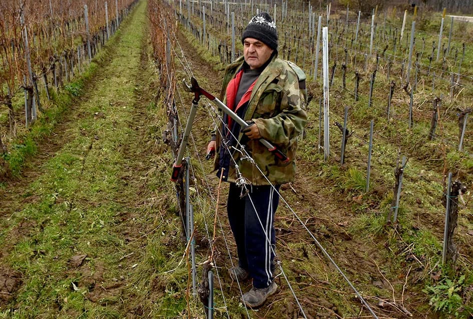 VINOGRADAR DINKO VOJAK IZ POŽEGE: Obitelj uključena u proizvodnju