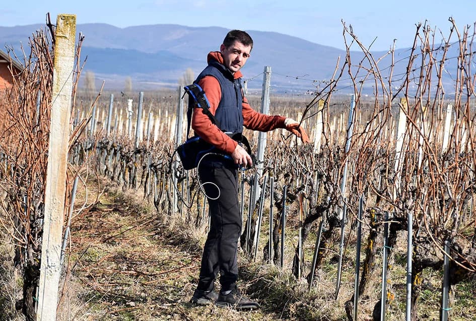 VINOGRADAR DINKO VOJAK IZ POŽEGE: Obitelj uključena u proizvodnju