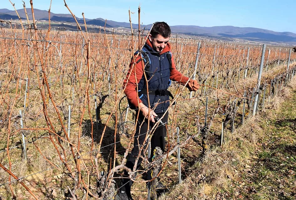 VINOGRADAR DINKO VOJAK IZ POŽEGE: Obitelj uključena u proizvodnju