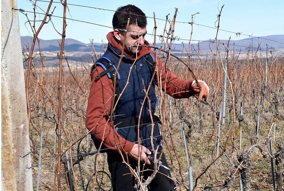 VINOGRADAR DINKO VOJAK IZ POŽEGE: Obitelj uključena u proizvodnju