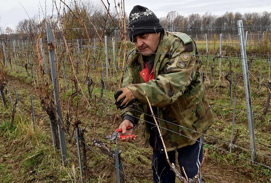 VINOGRADAR DINKO VOJAK IZ POŽEGE: Obitelj uključena u proizvodnju