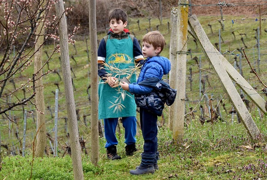 POŽEŠKI VINOGRADARI SLAVILI GRGUREVO: Uz pjesmu, obilje hrane i dobru graševinu fešte do jutarnjih sati