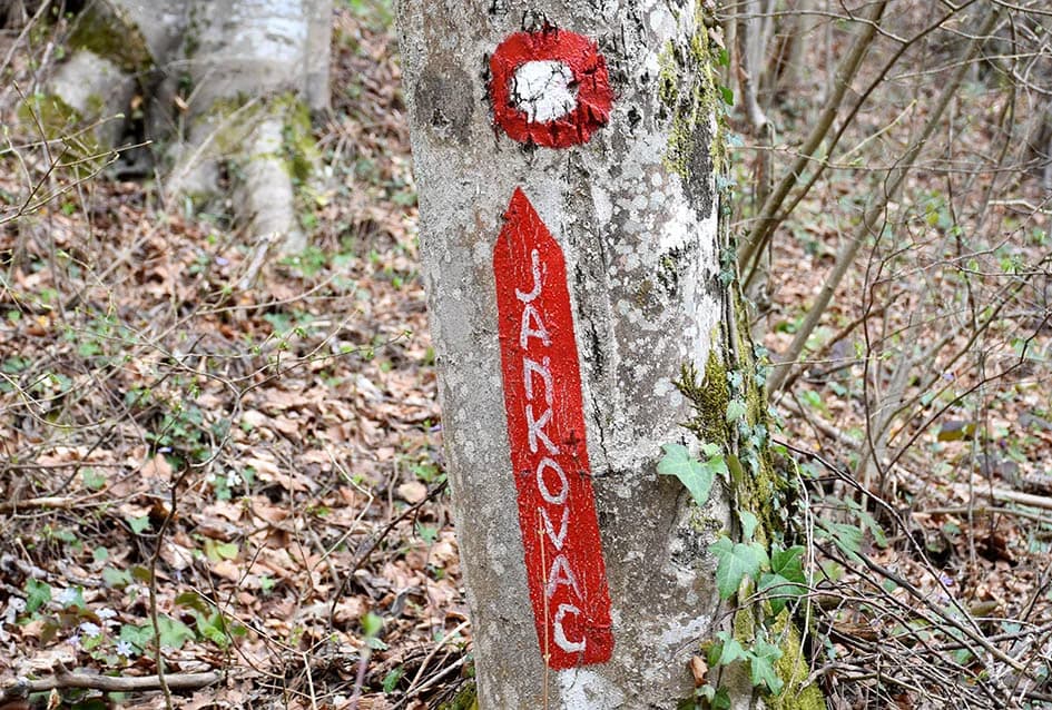 PAPUČKI JAGLACI 2024.: Brojni planinari iz pet država pohodili šest staza slavonske planine