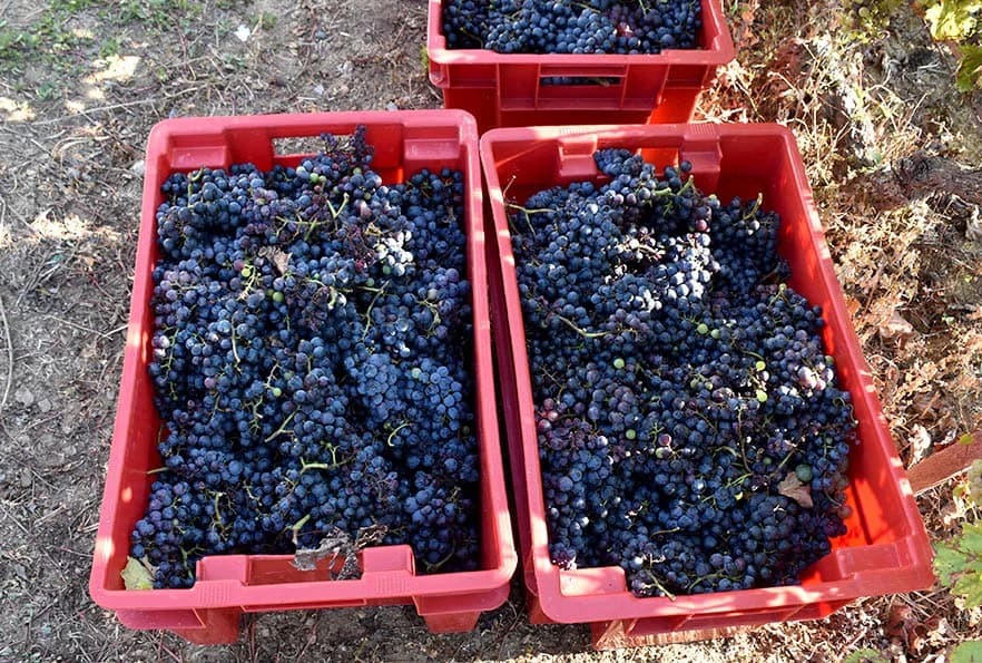 POČELE BERBE GROŽĐA NA VELIKOM KAMENU IZNAD POŽEGE: Crne sorte predhode berbi graševine /FOTO/