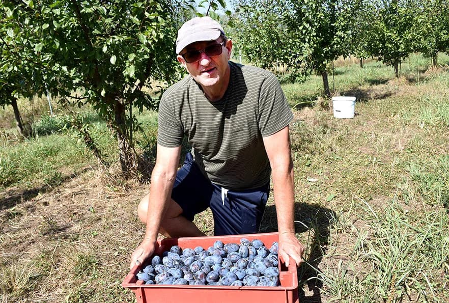 DOBAR UROD ŠLJIVE KOD OBITELJI MITROVIĆ IZ LUKAČA: Tražena na tržištu uz izuzetno dobru otkupnu cijenu [FOTO]