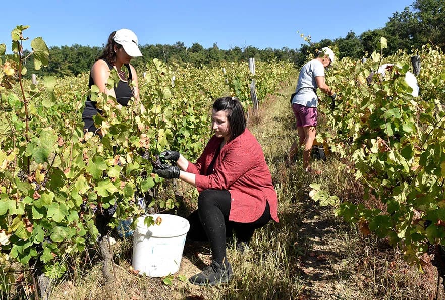 BERBU VINOGRADA POČEO I HRNJEVAČKI VINOGRADAR IVO ENJINGI: Unatoč teškoćama prinosi na razini prošle godine [FOTO]