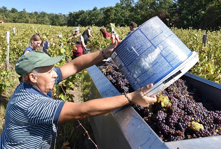 BERBU VINOGRADA POČEO I HRNJEVAČKI VINOGRADAR IVO ENJINGI: Unatoč teškoćama prinosi na razini prošle godine [FOTO]