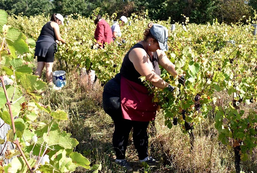 BERBU VINOGRADA POČEO I HRNJEVAČKI VINOGRADAR IVO ENJINGI: Unatoč teškoćama prinosi na razini prošle godine [FOTO]