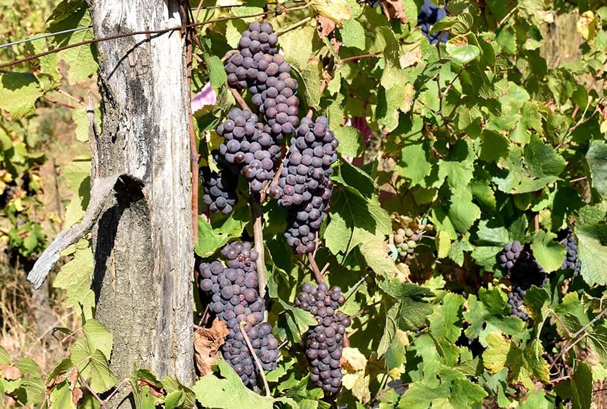 BERBU VINOGRADA POČEO I HRNJEVAČKI VINOGRADAR IVO ENJINGI: Unatoč teškoćama prinosi na razini prošle godine [FOTO]