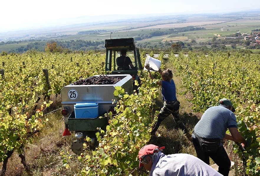 BERBU VINOGRADA POČEO I HRNJEVAČKI VINOGRADAR IVO ENJINGI: Unatoč teškoćama prinosi na razini prošle godine [FOTO]