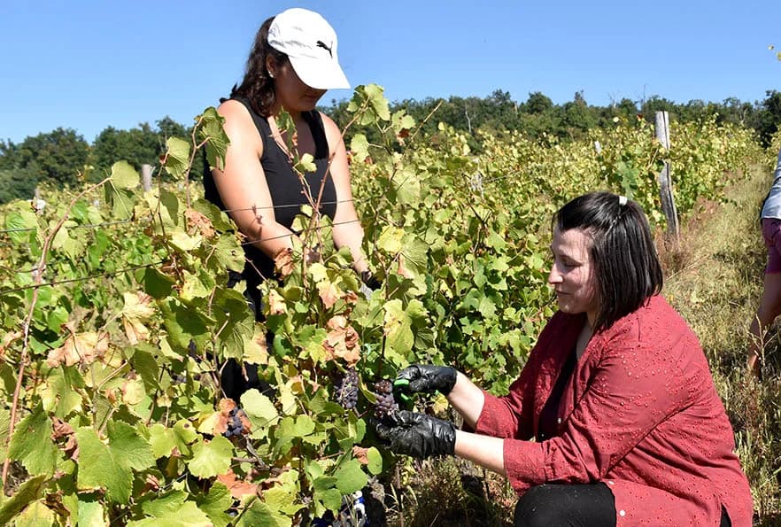 BERBU VINOGRADA POČEO I HRNJEVAČKI VINOGRADAR IVO ENJINGI: Unatoč teškoćama prinosi na razini prošle godine [FOTO]