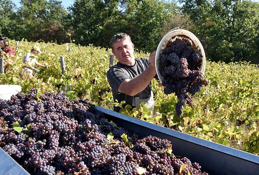 BERBU VINOGRADA POČEO I HRNJEVAČKI VINOGRADAR IVO ENJINGI: Unatoč teškoćama prinosi na razini prošle godine [FOTO]