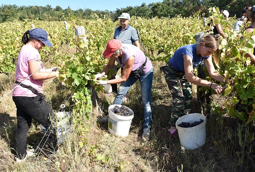 BERBU VINOGRADA POČEO I HRNJEVAČKI VINOGRADAR IVO ENJINGI: Unatoč teškoćama prinosi na razini prošle godine [FOTO]