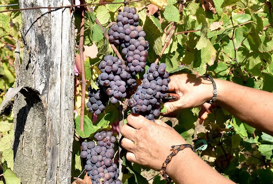 BERBU VINOGRADA POČEO I HRNJEVAČKI VINOGRADAR IVO ENJINGI: Unatoč teškoćama prinosi na razini prošle godine [FOTO]
