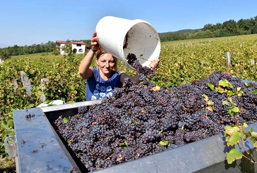 BERBU VINOGRADA POČEO I HRNJEVAČKI VINOGRADAR IVO ENJINGI: Unatoč teškoćama prinosi na razini prošle godine [FOTO]