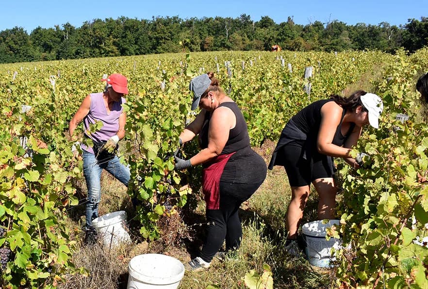 BERBU VINOGRADA POČEO I HRNJEVAČKI VINOGRADAR IVO ENJINGI: Unatoč teškoćama prinosi na razini prošle godine [FOTO]
