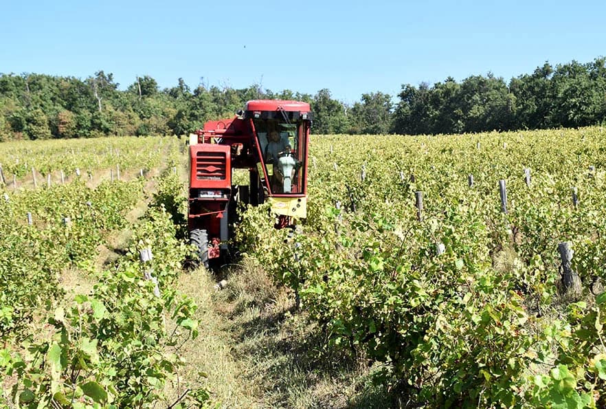 BERBU VINOGRADA POČEO I HRNJEVAČKI VINOGRADAR IVO ENJINGI: Unatoč teškoćama prinosi na razini prošle godine [FOTO]
