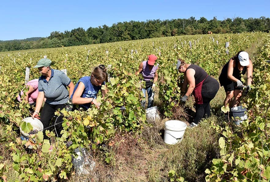 BERBU VINOGRADA POČEO I HRNJEVAČKI VINOGRADAR IVO ENJINGI: Unatoč teškoćama prinosi na razini prošle godine [FOTO]