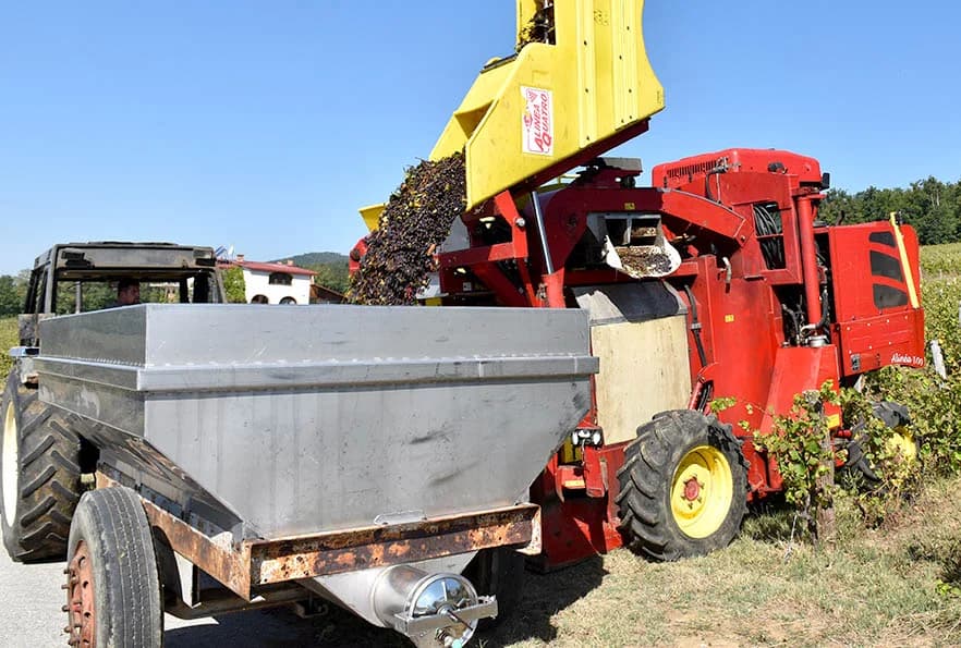 BERBU VINOGRADA POČEO I HRNJEVAČKI VINOGRADAR IVO ENJINGI: Unatoč teškoćama prinosi na razini prošle godine [FOTO]