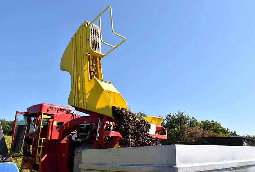 BERBU VINOGRADA POČEO I HRNJEVAČKI VINOGRADAR IVO ENJINGI: Unatoč teškoćama prinosi na razini prošle godine [FOTO]