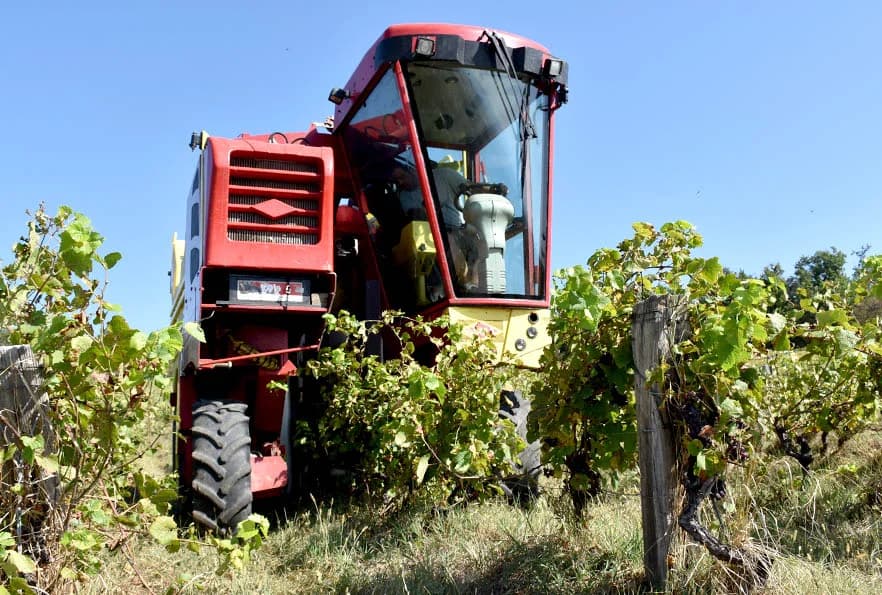 BERBU VINOGRADA POČEO I HRNJEVAČKI VINOGRADAR IVO ENJINGI: Unatoč teškoćama prinosi na razini prošle godine [FOTO]