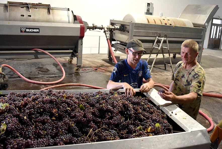 BERBU VINOGRADA POČEO I HRNJEVAČKI VINOGRADAR IVO ENJINGI: Unatoč teškoćama prinosi na razini prošle godine [FOTO]