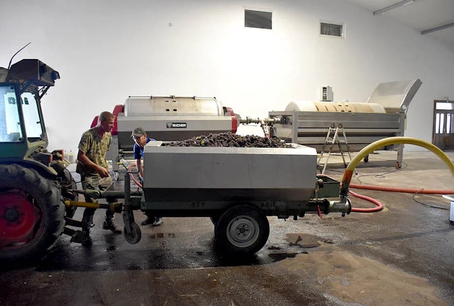 BERBU VINOGRADA POČEO I HRNJEVAČKI VINOGRADAR IVO ENJINGI: Unatoč teškoćama prinosi na razini prošle godine [FOTO]