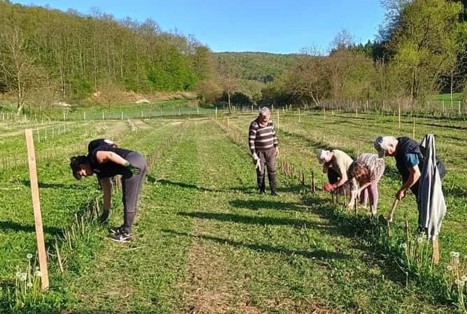 U Djedinoj Rijeci obavili cijepljenje s oko 1200 plemki starih voćnih sorata