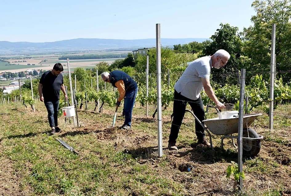 Vinogradar Zoran Fumić iz Požege pomlađuje vinograd star osam desetljeća