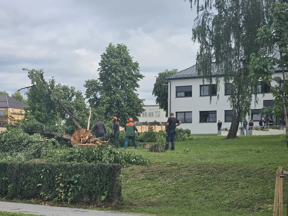 Radnici u akciji rušenja stabala kod Kaznionice u Požegi
