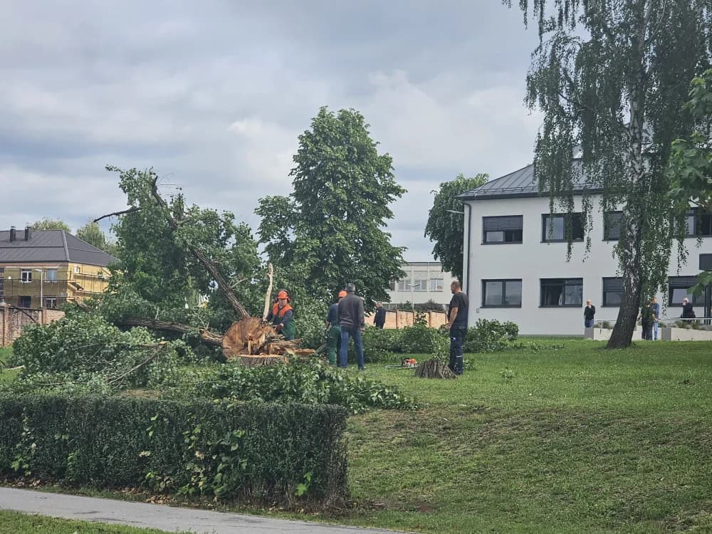 Zbog dotrajalosti srušena stabala kanadske topole uz Državnu cestu u Osječkoj ulici (FOTO-VIDEO)
