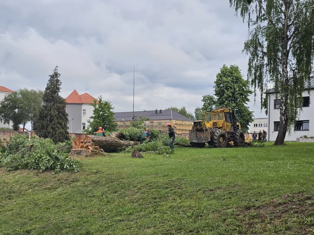 Zbog dotrajalosti srušena stabala kanadske topole uz Državnu cestu u Osječkoj ulici (FOTO-VIDEO)