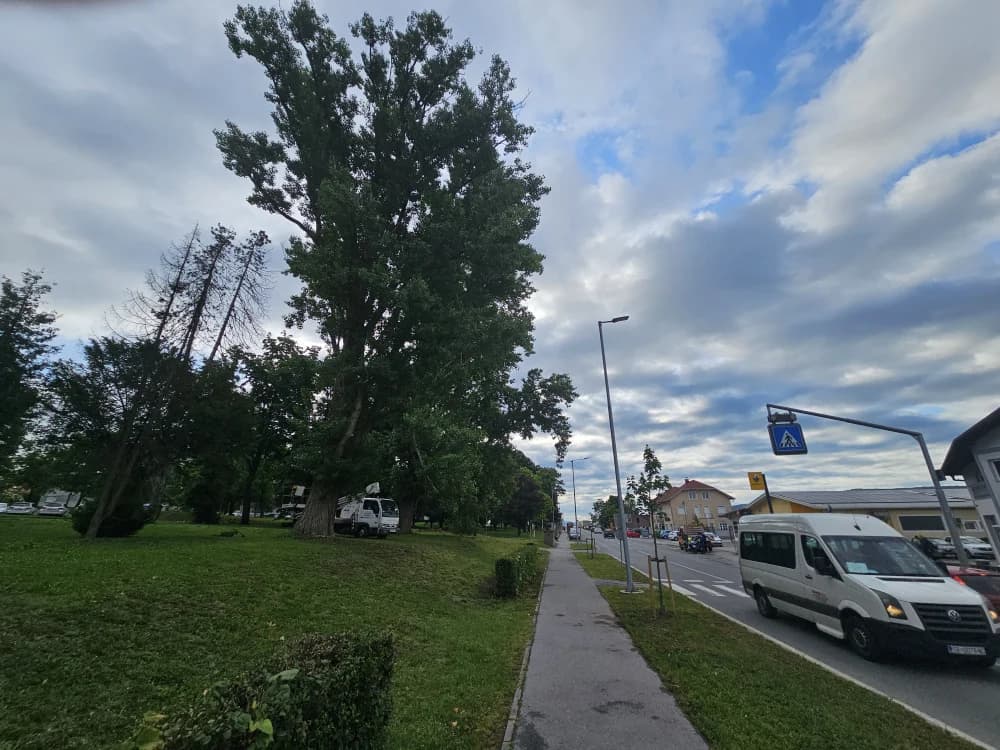 Zbog dotrajalosti srušena stabala kanadske topole uz Državnu cestu u Osječkoj ulici (FOTO-VIDEO)