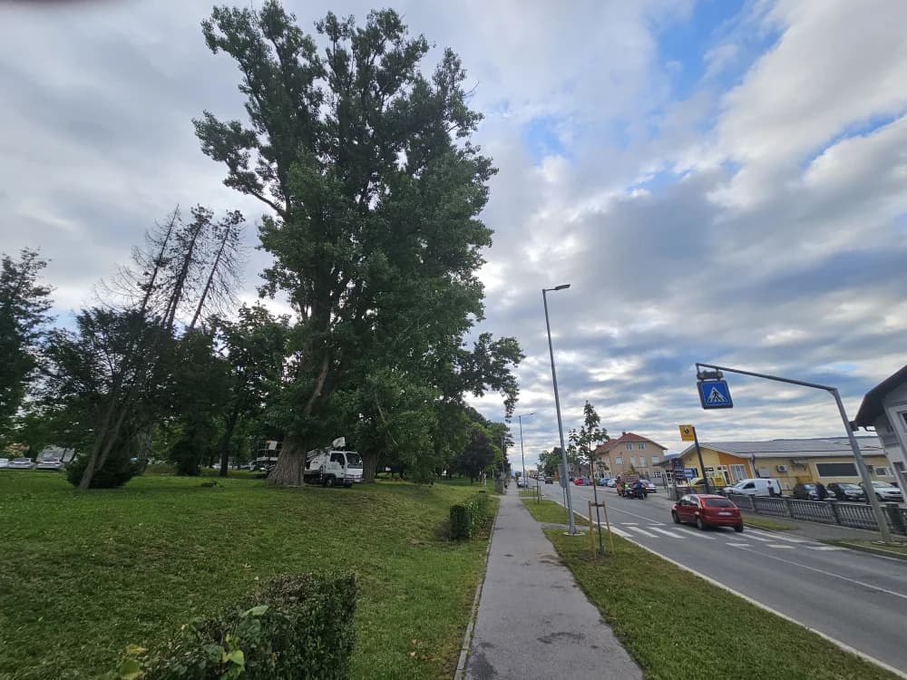 Zbog dotrajalosti srušena stabala kanadske topole uz Državnu cestu u Osječkoj ulici (FOTO-VIDEO)