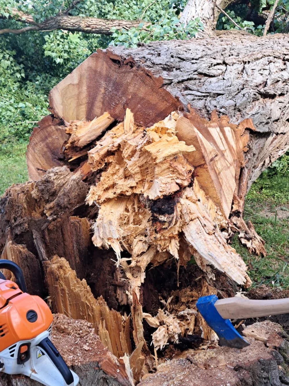 Zbog dotrajalosti srušena stabala kanadske topole uz Državnu cestu u Osječkoj ulici (FOTO-VIDEO)