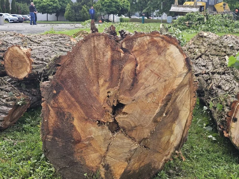 Zbog dotrajalosti srušena stabala kanadske topole uz Državnu cestu u Osječkoj ulici (FOTO-VIDEO)